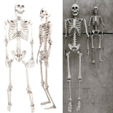 Load image into Gallery viewer, Halloween Skeleton